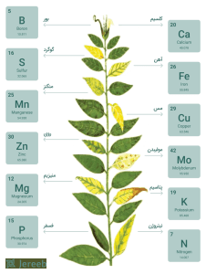 کمبود سولفات روی در گیاهان